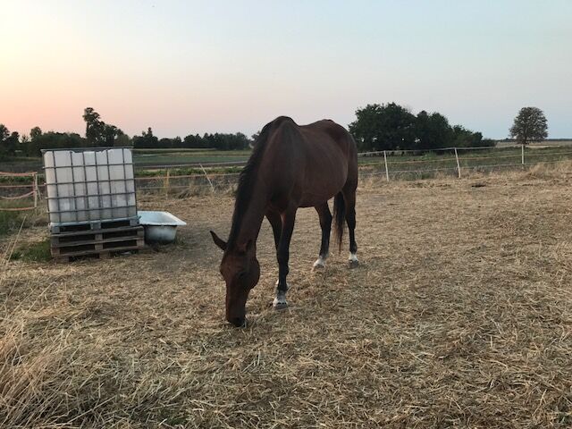 Bonsire i Kassan w Stacyjce