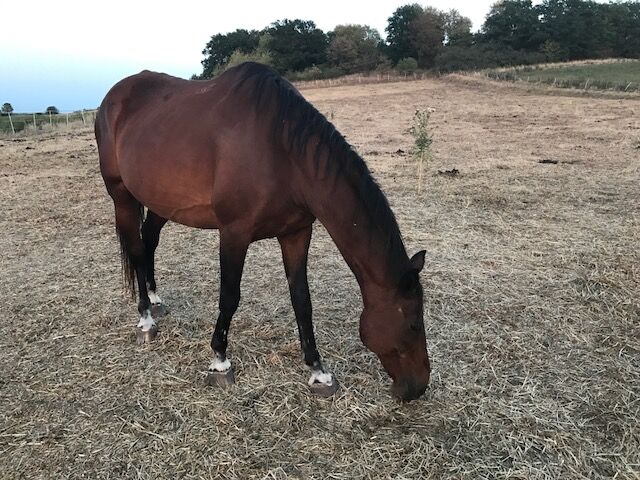 Bonsire i Kassan w Stacyjce