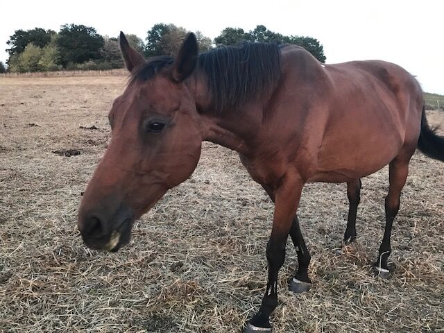 Bonsire i Kassan w Stacyjce