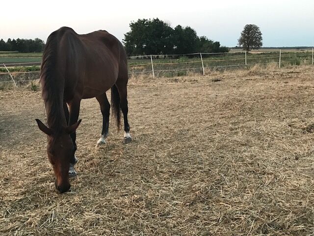 Bonsire i Kassan w Stacyjce